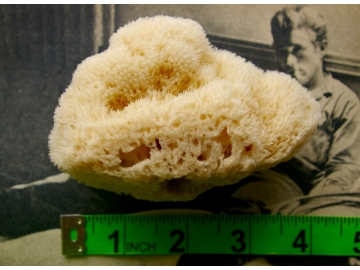 X-LARGE Natural Sea Sponge (YELLOW) - approx 3.0"